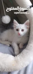  3 قطه شيرازيه عمرها شهرين للبيع