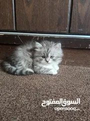  4 قطط للبيع شيرازي انغورا بجننو وبصحه ممتازه