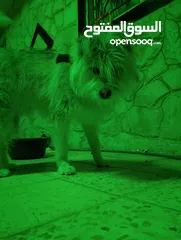  1 كلابخااخىل
