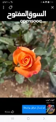  2 شقه للبيع بسعر مناسب