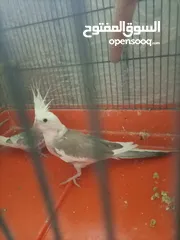  5 جوزين كوكتيل تحتهم بيض للبيع منهم جوز وايت فيس