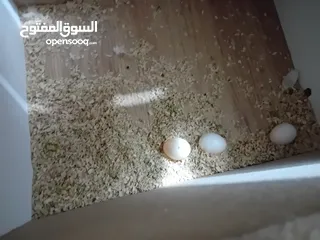  1 جوز كوكتيل لاتينو عين حمراء للبيع