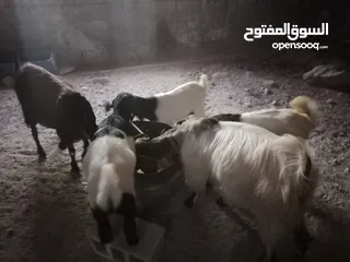  1 عنزتين للبيع او بدل على خرفان