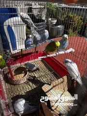  3 طيور حب جاهزة