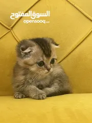  9 بسم الله ما شاء الله
