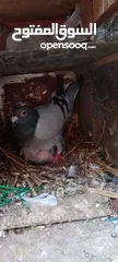  3 حمام للببع  كفاله شغل