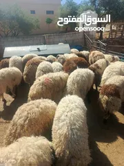  1 خرفان صلو علا النبي التواصل  انزل علا الوصف