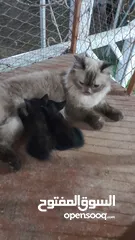  3 قط للتبني مع أولادها