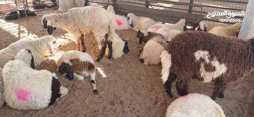  6 SHEEPS AND GOATS AVAILABLES .