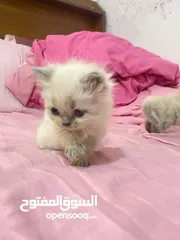  8 قطط (كيتنز) ميكس سكوتش فولد وبرتش لون سلفر بلو  و لون ابيض  للبيع