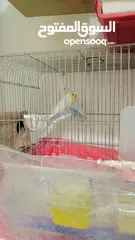  5 كوم كوكتيل وحب جوزين بجوزين للبيع او البدل جوز لاتينو بدايت خيرهم وجوز ازبل ع حبشي صحه بولاد
