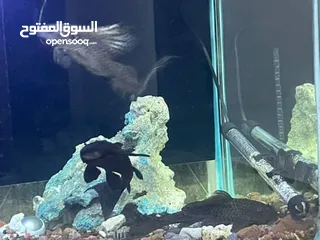  1 حوض سمك للبيع