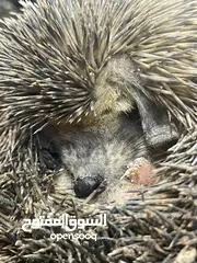  3 حيوان أليف اسم كنفد