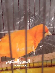  6 ذكر جزري جااهز  غاااامق