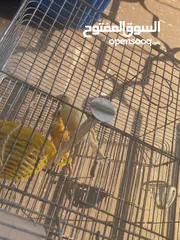  3 جوز كنار اهالي فراخ اقراء الوصف