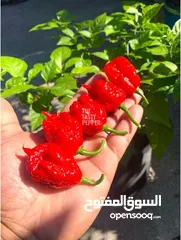  1 للبيع شتلات اقوى فلفل بالعالم كارولينا ريبر carolina reaper