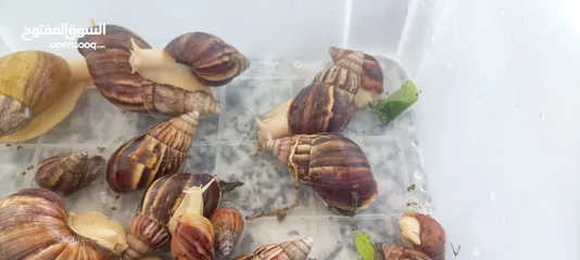  1 حلزونات افريقيا للبيع African snails for sale