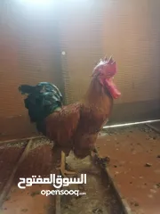  1 عدد 3 دياكه فرنسيه العملاقه كوتشي وعدد 11دجاجه  للبيع لعدم التفرغ