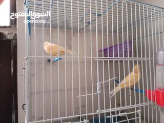  3 جوز اناثي كنار للبيع