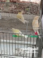  14 طيور كناري