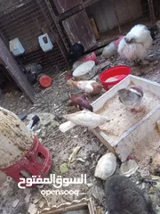  6 حمام مشكل 70 جوز