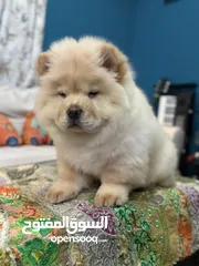  11 Chow Chow Female Puppy