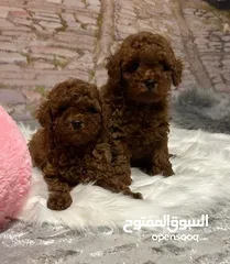  1 CHARMING RED TOY POODLE PURE BREED HOME RAISED  HEALTHY PUPPIES