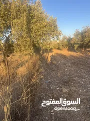  2 ارض في قوصين