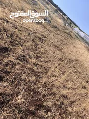  3 بيع قطعة الأرض في طوباس