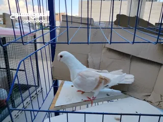  3 حمام بلدي وانواع اخره   بحاله ممتازة شغالات 14جوز وهاي بعض الصور