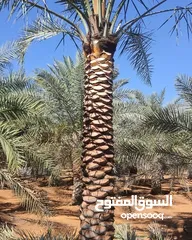  13 washingtonia palms , Date palms of all sizes available with delivery and planting in uae