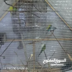  5 مطير عصافير حجم كبير