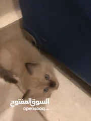  14 قطط سكوتش همالايا إناث
