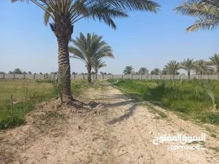  16 مزرعه 5 دونم في بغداد الرضوانيه على شارعين تبليط قرب القطاع الزراعي