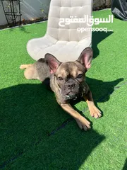  3 French Bulldog Female