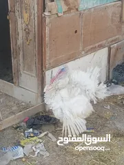  4 طقم حبش ابيض