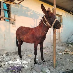  1 فحل بالصلاه عالنبي عمره 3سنين ارتفاع 114 صحه ونظافه كفاله حراث واركوب وتحميل للبيع او البدل علئ حمار