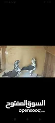  5 متاح جوزين شغلات عمريات زرق وبكستانيات زرزير سود تحتهم فراخ