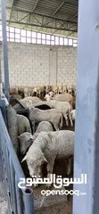  8 خرفان روماني