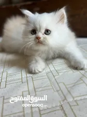  2 Persian kitten