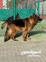  5 بــــــــسعر مغري سامويد وجيرمن
