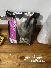  5 قطة شيرازي مع حاجاته