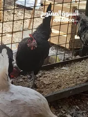  6 جاج محلق جامبو اسود سك فرختين وديك..        .......