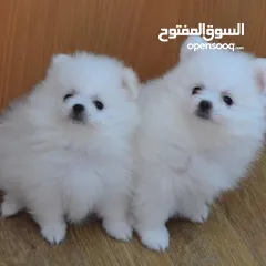  1 Pomeranian puppies