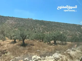  3 Land for Sale – Marda, Salfit (13.8 Donums)  أرض للبيع – مردة، سلفيت (13.8 دونم)