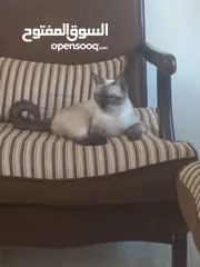  7 قطة سيامي بيور