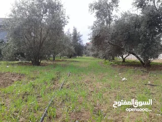  2 اراضي للبيع  منطقه صالحه للبنى  ملانه زيتون