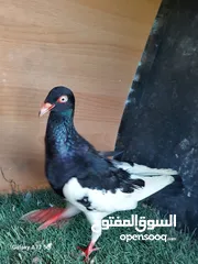  16 مسود اسود +طيرة يهودية سودة بسعر حرق
