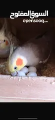  1 جوز ببغاء كوكتيل شغال ومضمون