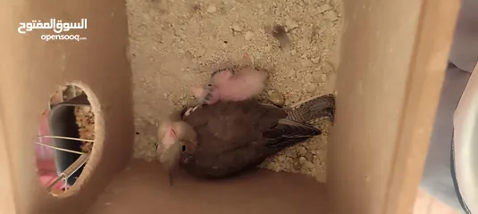  4 موجود جوز كوكتيل شغالات ميه الميه